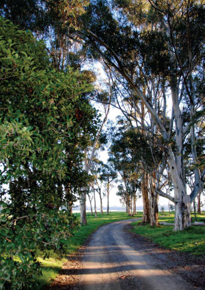 country-life-tarrawarra-abbey